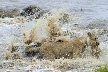 La leona de Masai Mara y el instinto del líder
 