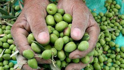 La agricultura depende del Big Data para sobrevivir